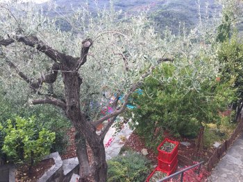  Die Olivenbäume stehen auch im Garten
